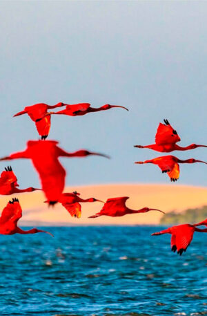 Revoada dos Guarás em Parnaíba